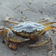 Crab