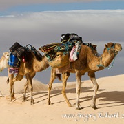 Monter Un Dromadaire