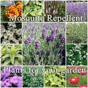 Lavender, Peppermint, Thyme, or Basil to Repel Bugs