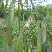 White Leadtree (Leucaena Leucocephala)