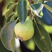 Endicott Pear - John Endicott