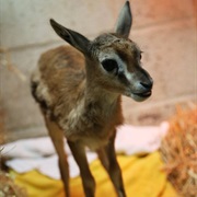 Gazelle