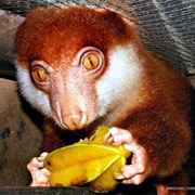 Black-Spotted Cuscus