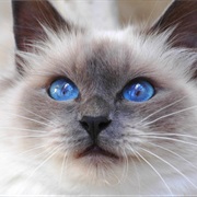 Birman