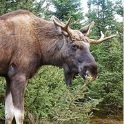 Kampinos National Park, Poland