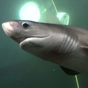 Six-Gilled Shark