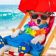 "If We Were Meant to Stay in One Place, We'd Have Roots Instead of Feet"