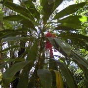 Cabbage Palm (Cordyline Fruticosa)