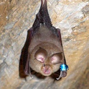 Lesser Horseshoe Bat