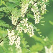 Acacia