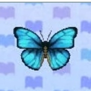 Emperor Butterfly