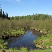 Nicolet National Forest