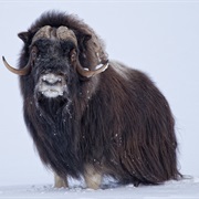 Muskox