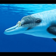 Deraniyagala's Beaked Whale