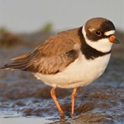 Semipalmated Plover