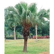 Chinese Fan Palm