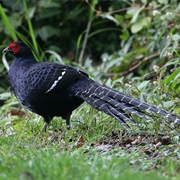 Mikado Pheasant
