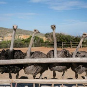 Aruba Ostrich Farm