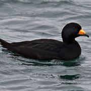 Black Scoter