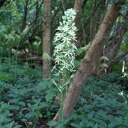 Prussian Asparagus (Ornithogalum Pyrenaicum)