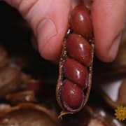 The Peanut Dude Boiled Peanuts