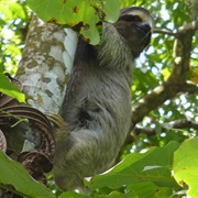 Finca Los Monos Botanical Garden, Panama