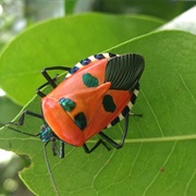 Caracanthus Incarnatus or Man-Faced Stink Bug