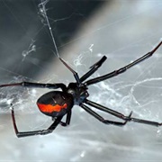 Red Back Spider