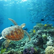 Great Barrier Reef, Cairns