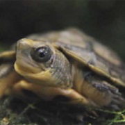 Yellow-Headed Box Turtle