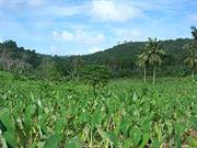 Fogama'a Crater (American Samoa)