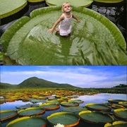 Explore Brazil's Pantanal Conservation Area