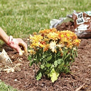 Plant the Flowers I Took From the Shed in the Woods
