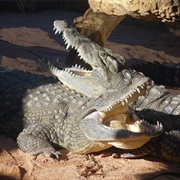 Feed a Crocodile