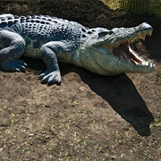 Crocodile