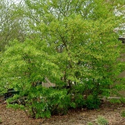 Siberian Peashrub / Caragana (Caragana Arborescens)