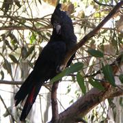Dipperu National Park (QLD)