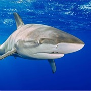 Sharks Do Not Get Cancer