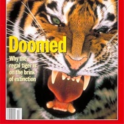 Endangered Tigers