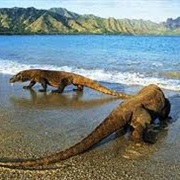 The Dragons of Komodo Island