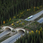 Many of Canada's Parks Have Wildlife Crossings