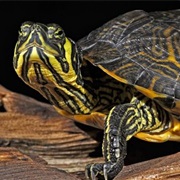 Yellow-Bellied Slider