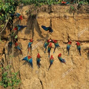Manu Biosphere Reserve, Peru