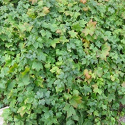 Skunk Currant (Ribes Glandulosum)