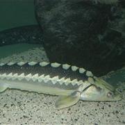Sturgeon