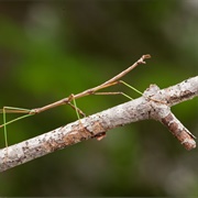 Walkingstick