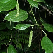 African Long Pepper (Piper Capense)