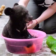 China Bear Rescue Facility, China