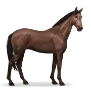 Trakehner - Liver Chestnut