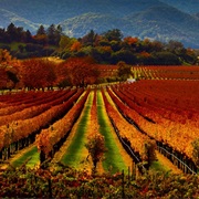 View the Napa Valley's Colorful Grape Vines in Fall